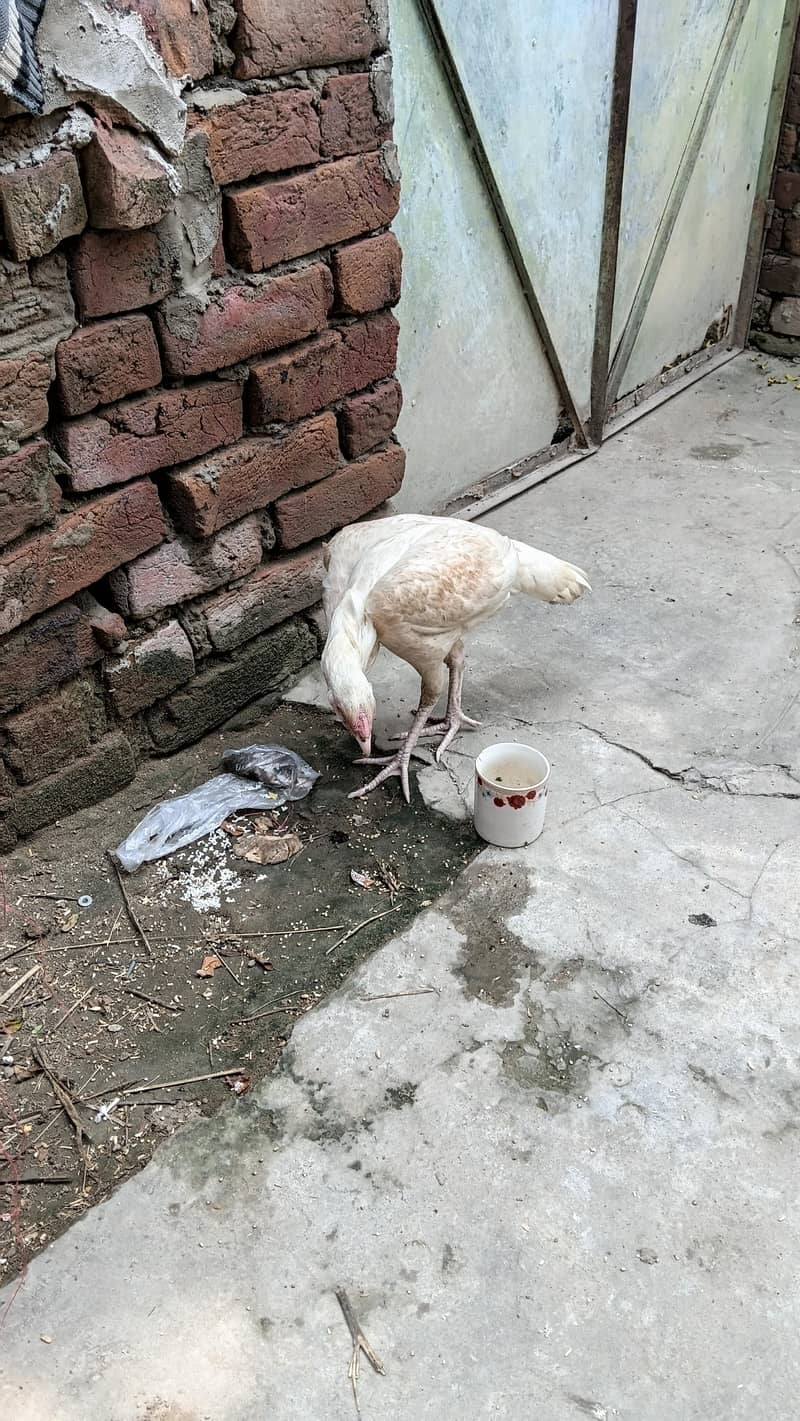 pure murghi 0