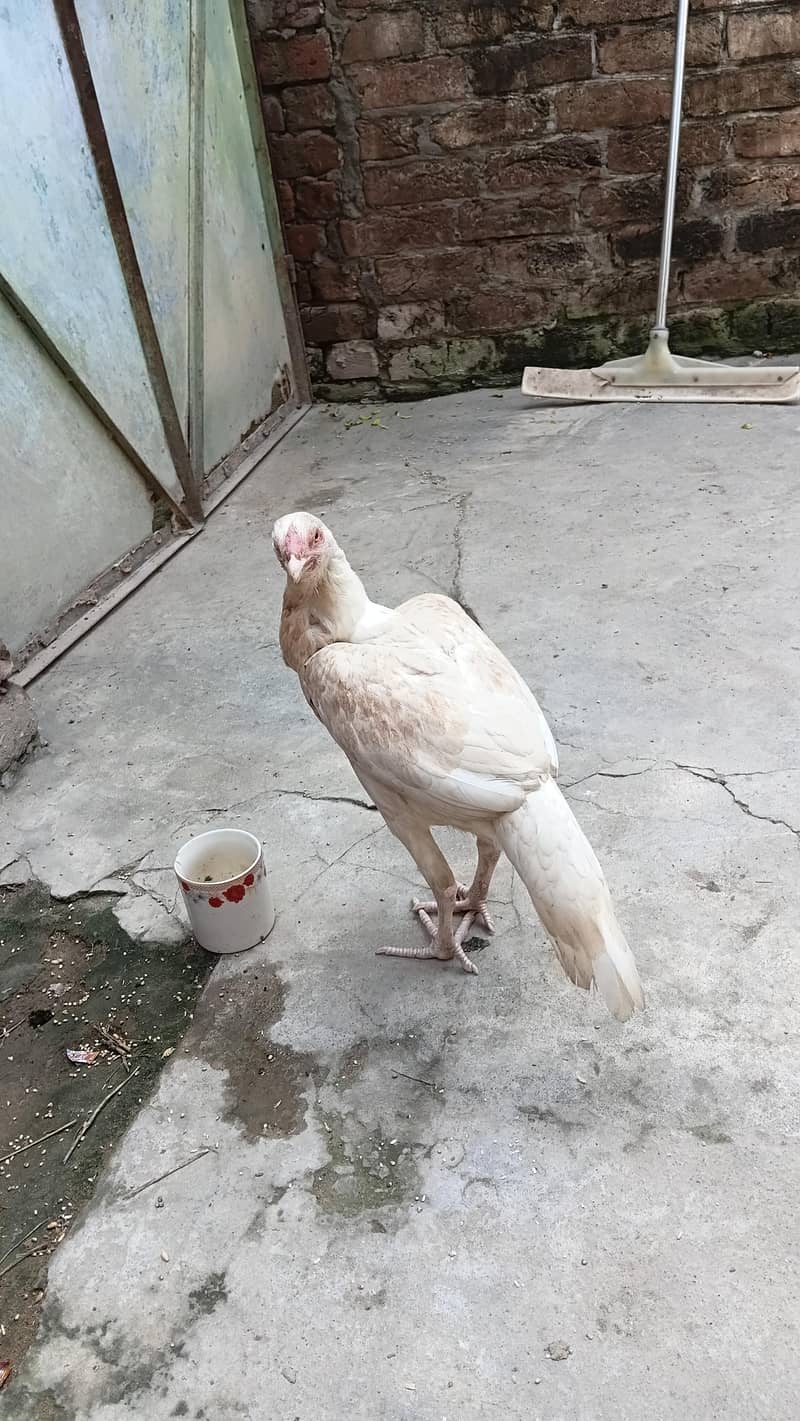 pure murghi 1
