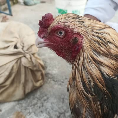 :  Aseel Peela Jawa Murga for Sale