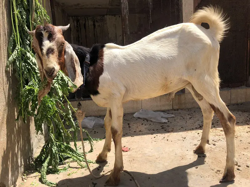 tapre male jori — photo 2