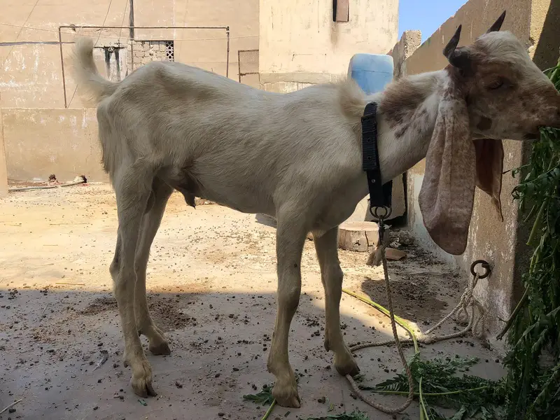 tapre male jori — photo 3