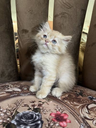 1.5 months male persian cat