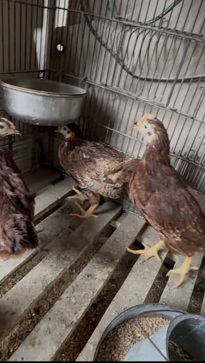 Rir heritage 2 month old chicks