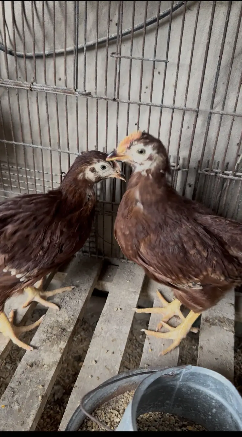 Rir heritage 2 month old chicks — photo 2