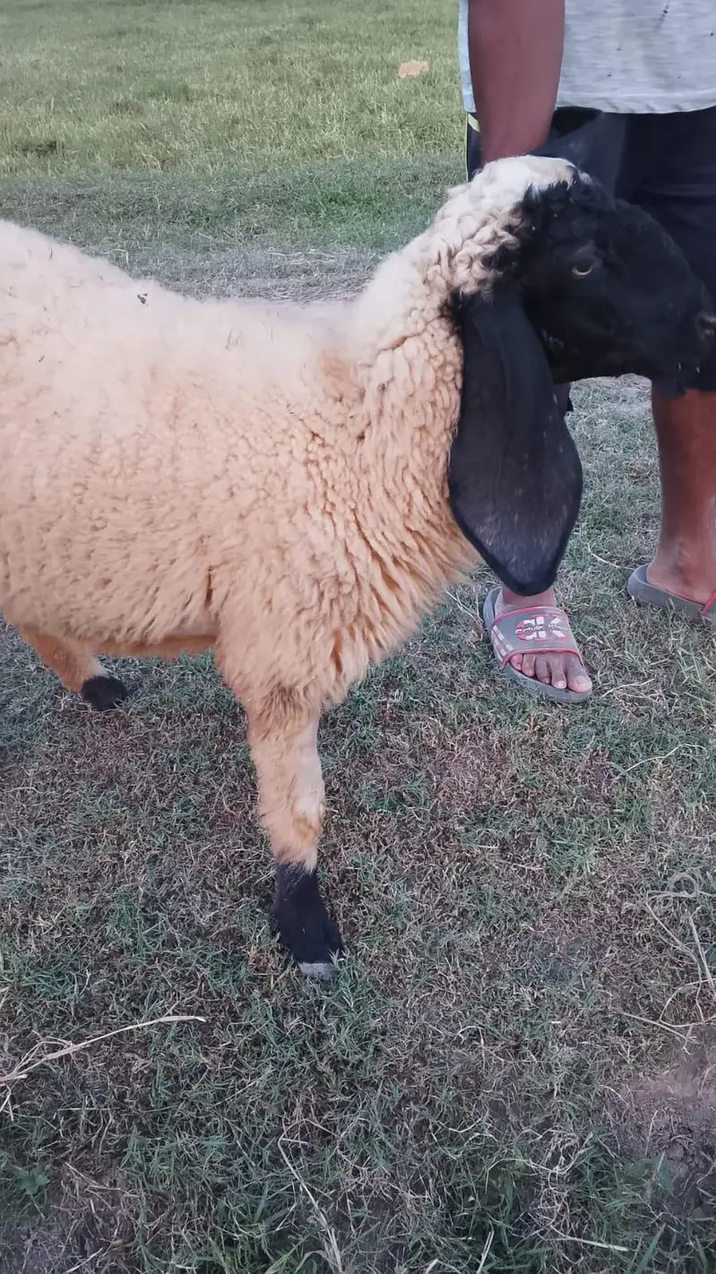 Sheep