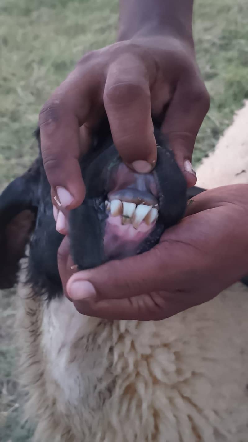 Sheep 1