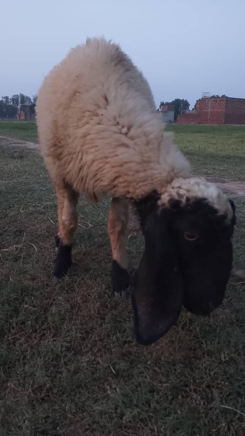 Sheep 2