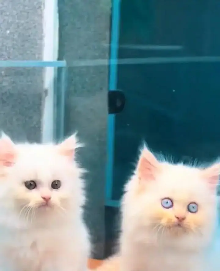 Persian Female kitten for sale 0346+9227+576 Whatsapp — photo 2