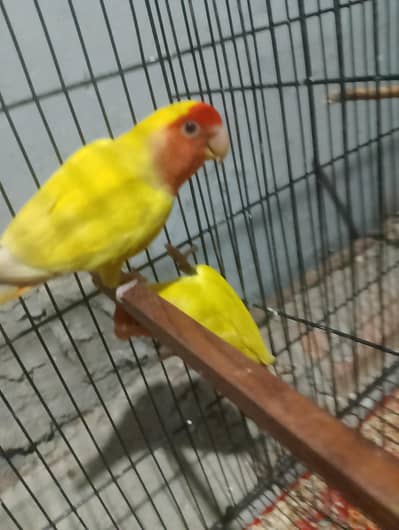 lutino pair for sale