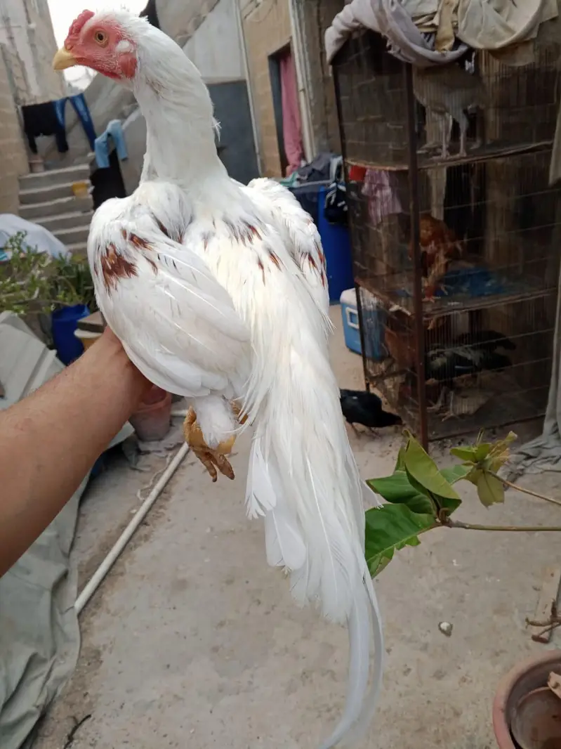 Mashallah high Quality Pattha — photo 2