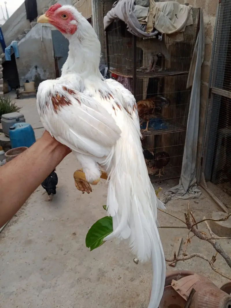 Mashallah high Quality Pattha — photo 3