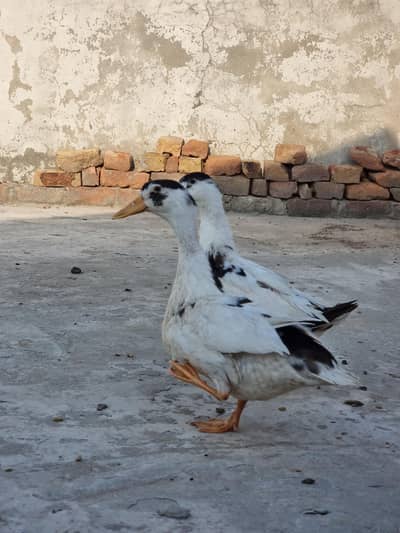 Duck pair for sale