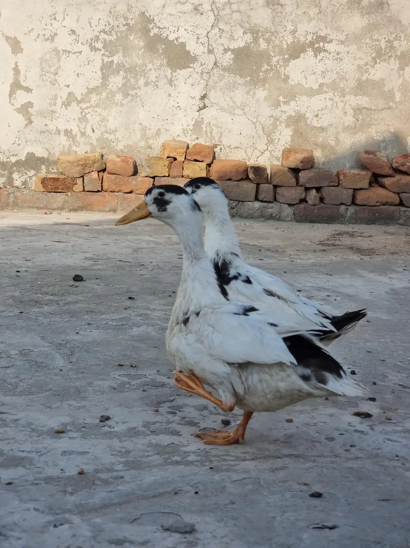Duck pair for sale