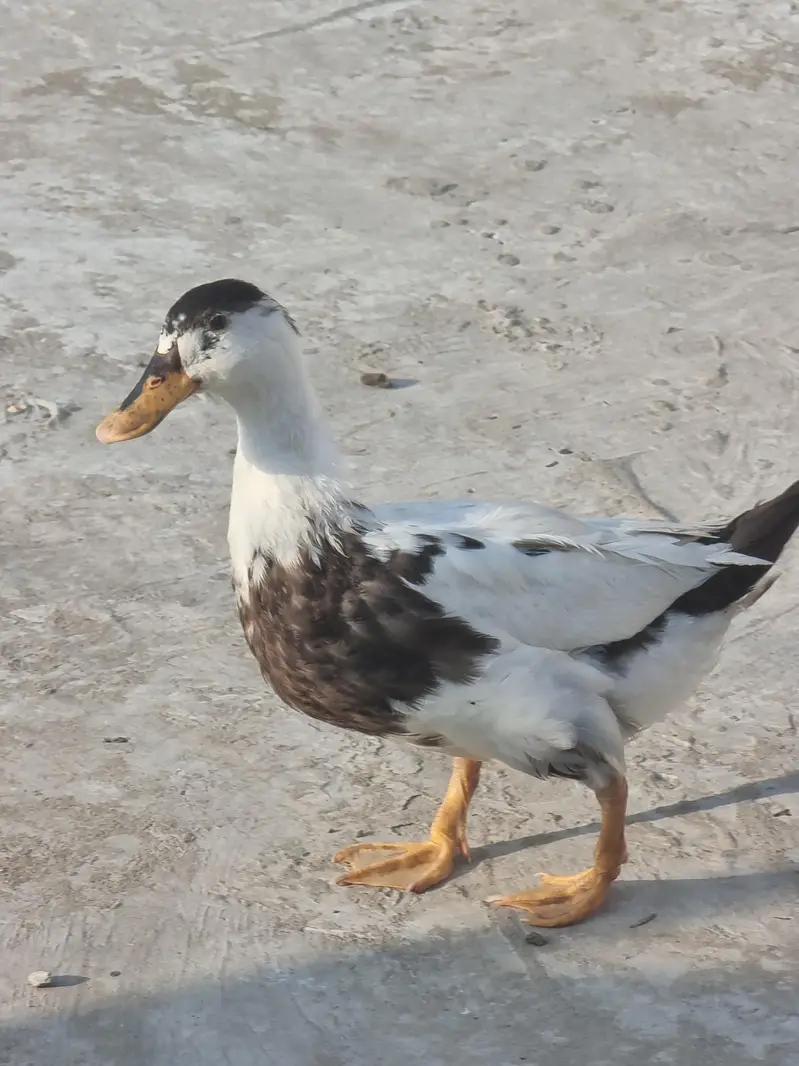 Duck pair for sale — photo 2