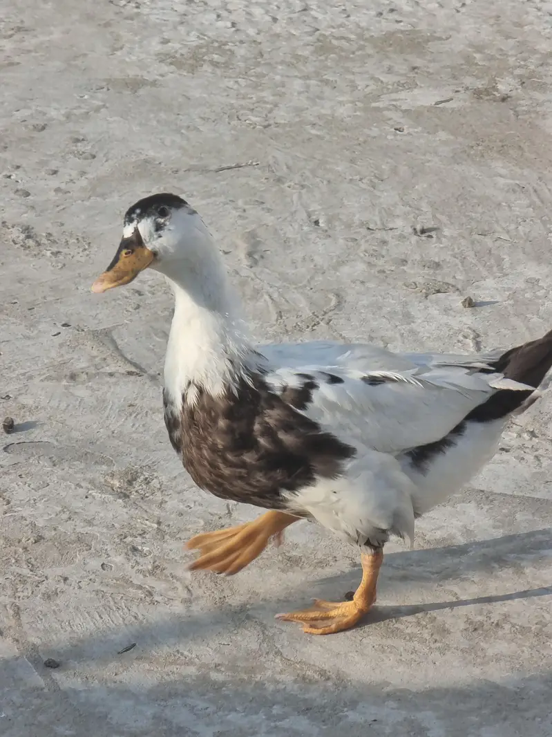 Duck pair for sale — photo 3