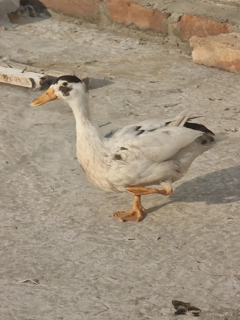Duck pair for sale — photo 4