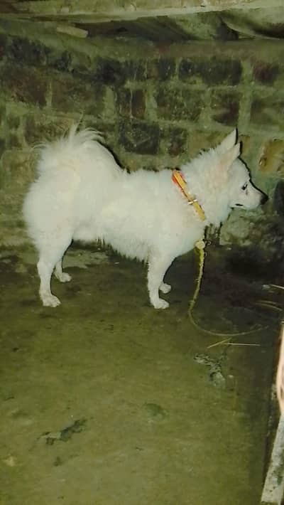 Russian dog for sale