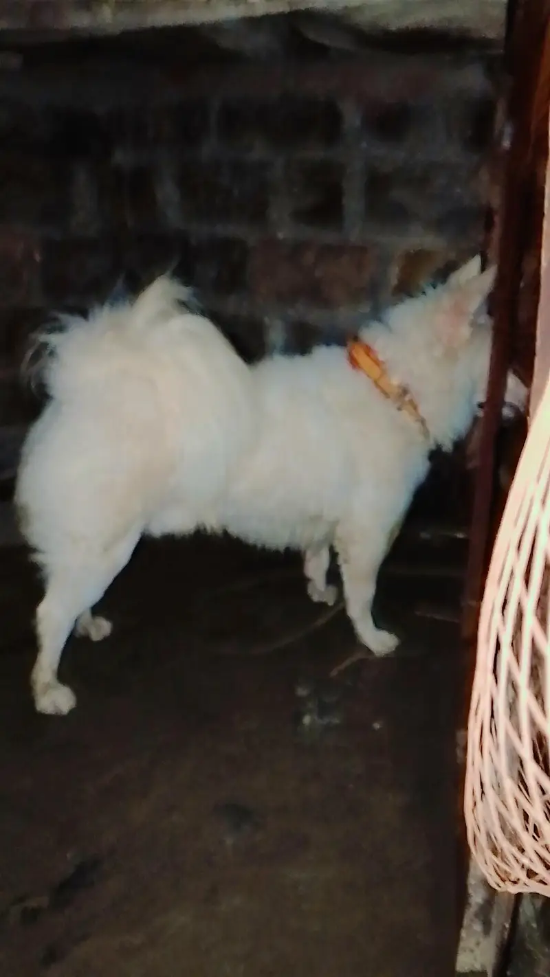Russian dog for sale — photo 2