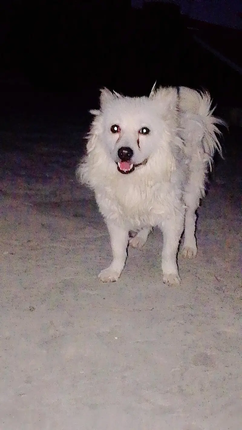 Russian dog for sale — photo 3
