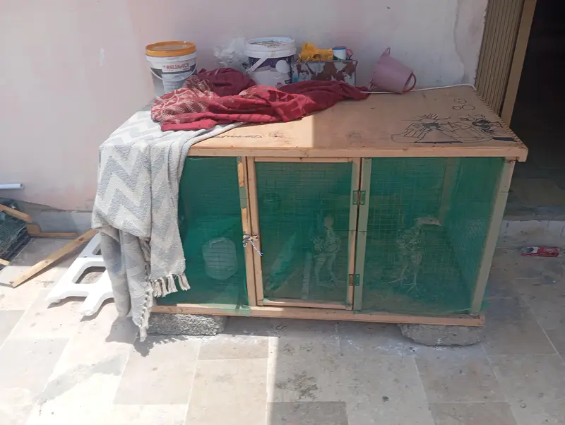 2 Vip Wooden Cages — photo 5