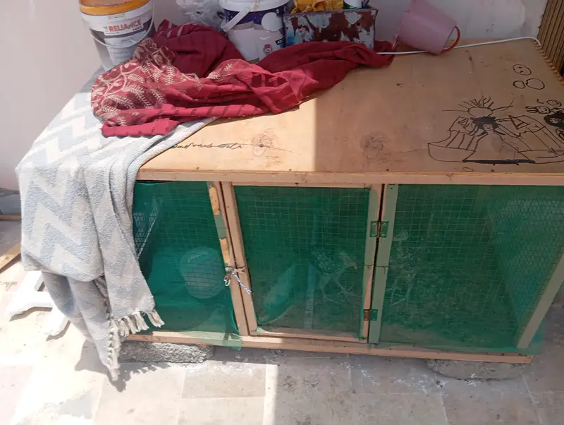 2 Vip Wooden Cages — photo 6