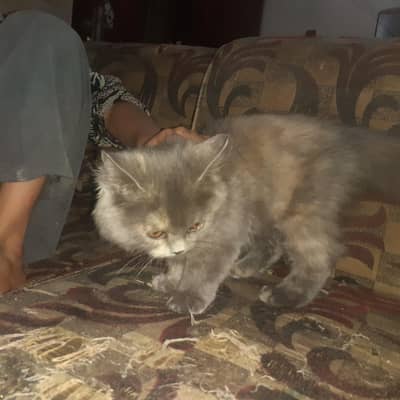 triple coated cat Persian breed 3 months