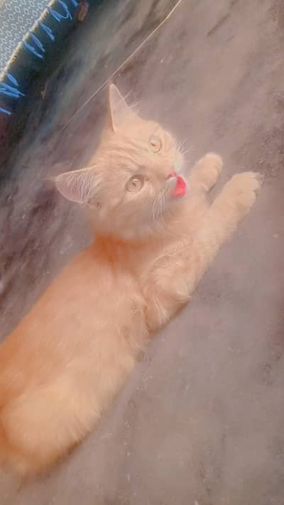 Persian cat