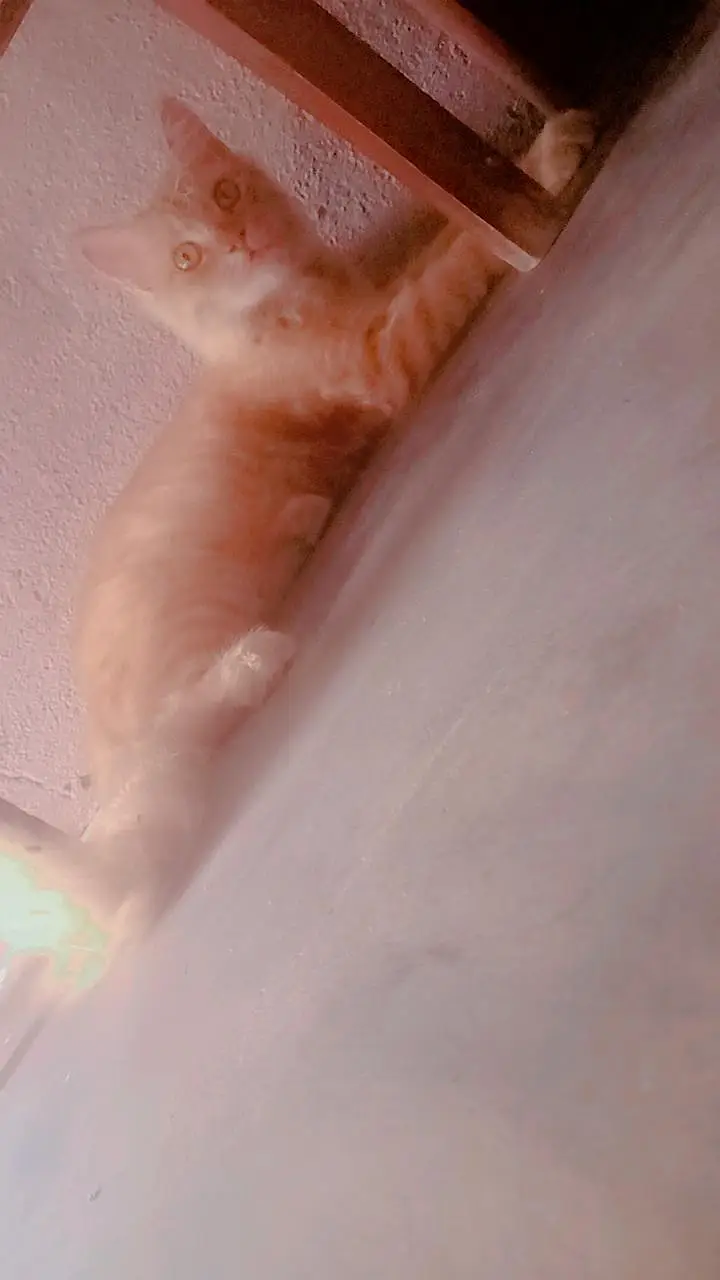 Persian cat — photo 2