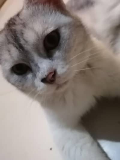Domestic Shorthair Male Kitten