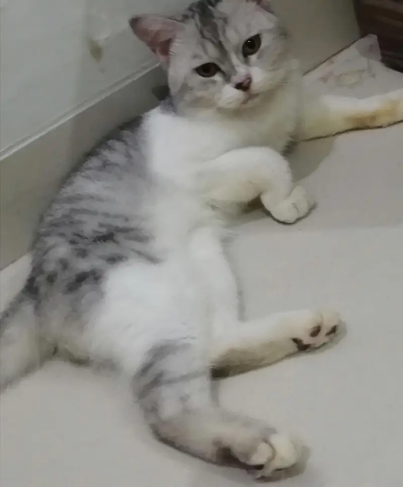 Domestic Shorthair Male Kitten — photo 4