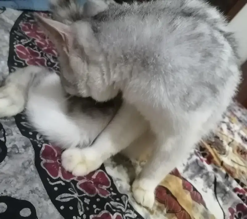 Domestic Shorthair Male Kitten — photo 5