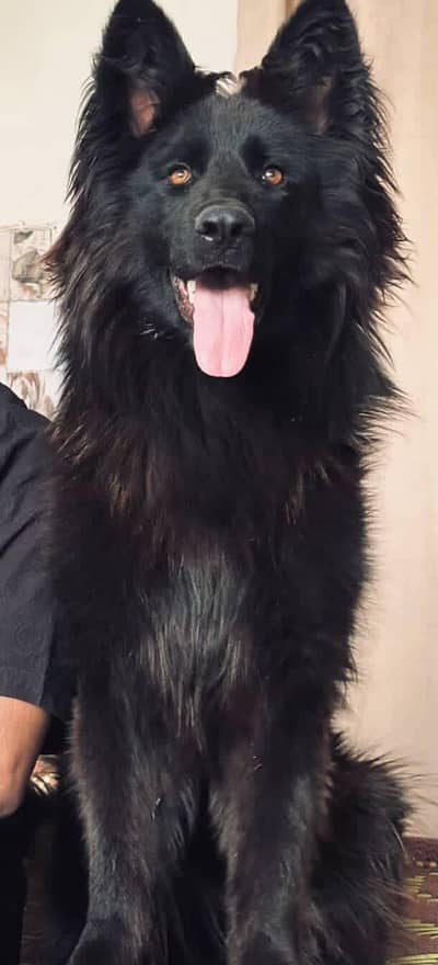 for selling the dog