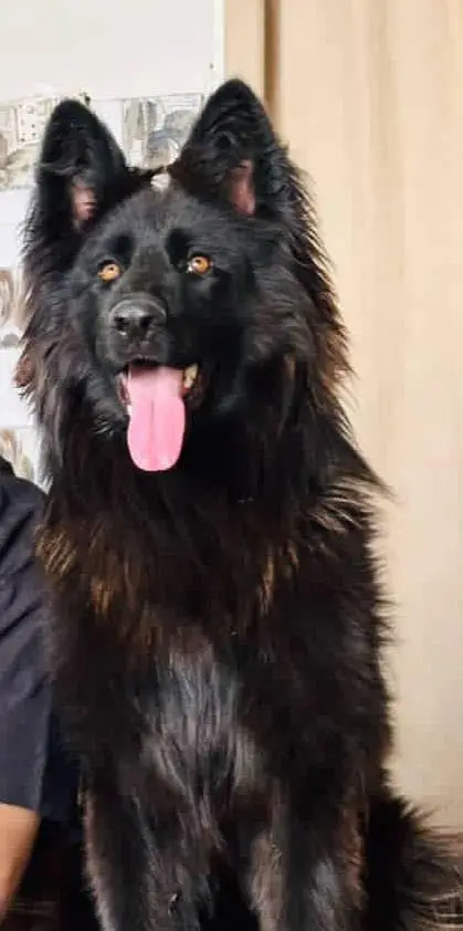 for selling the dog — photo 2