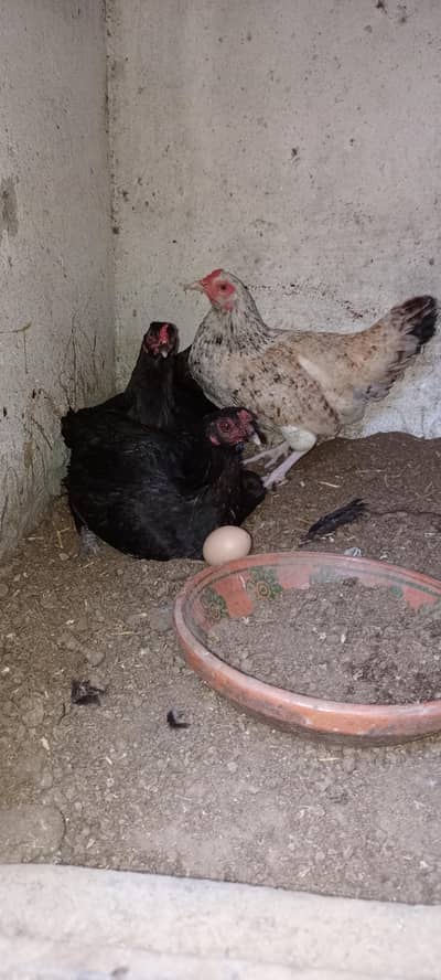 Brooder hen 2