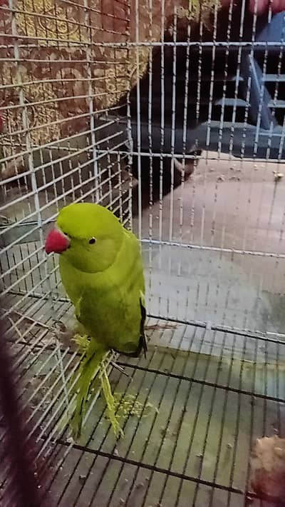 serious customer rabta kre