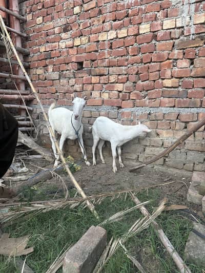 Berbery teddy female breeder gabban