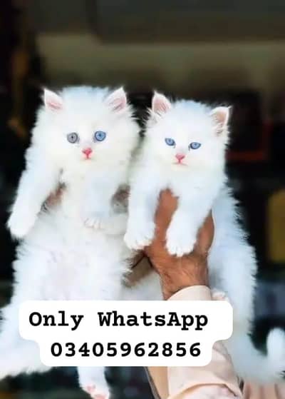 Persian cat 2month vaccinated
