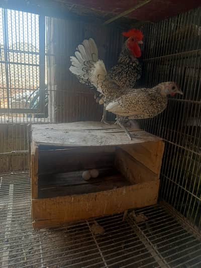 silver sebrite breeder egg laying pair available