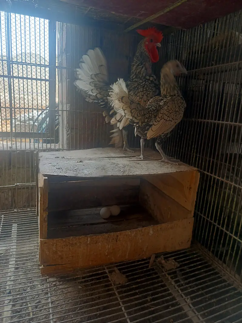 silver sebrite breeder egg laying pair available — photo 2