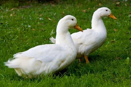 White Ducks Required