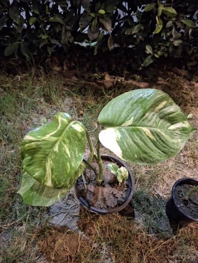 Money plant and synonium indoor plants.
