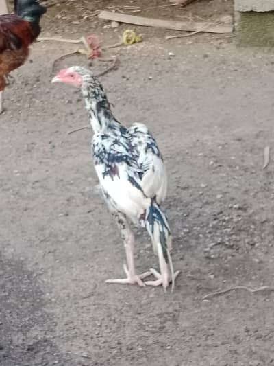 Aseel Sindhi Cheena For sale