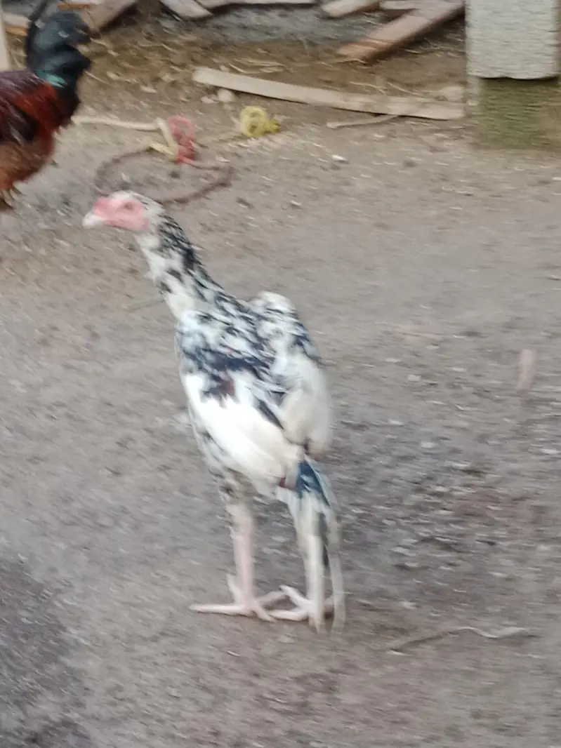 Aseel Sindhi Cheena For sale — photo 2