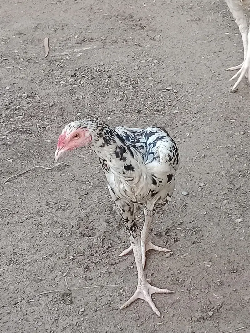 Aseel Sindhi Cheena For sale — photo 3