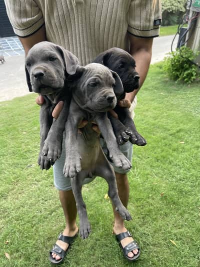 Cane carso female pups , excellent quality