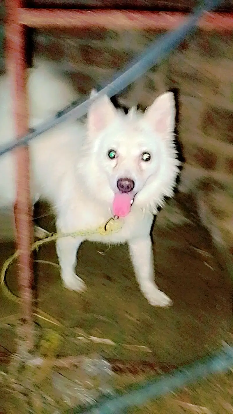 Russian dog for sale — photo 4