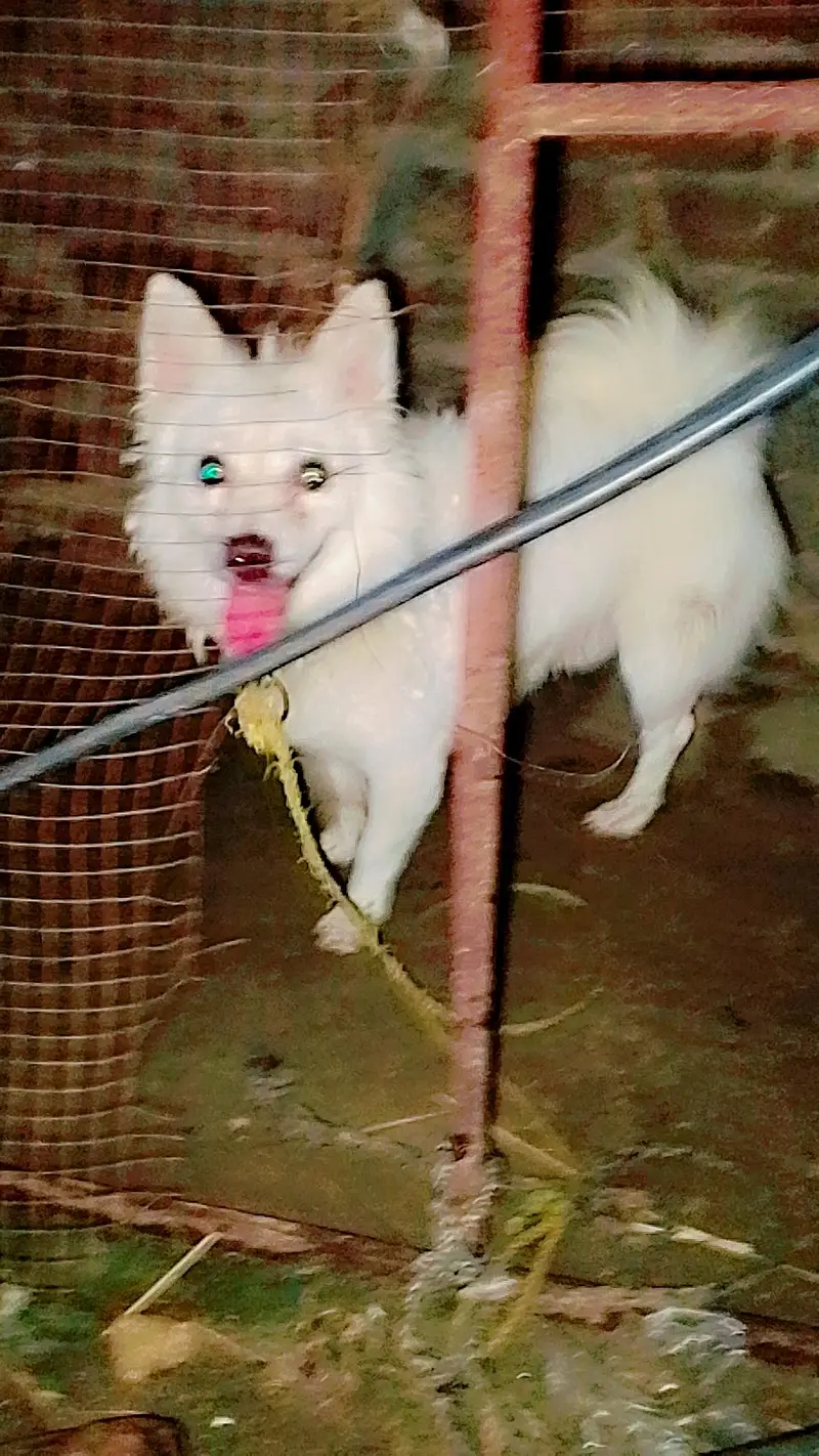 Russian dog for sale — photo 5