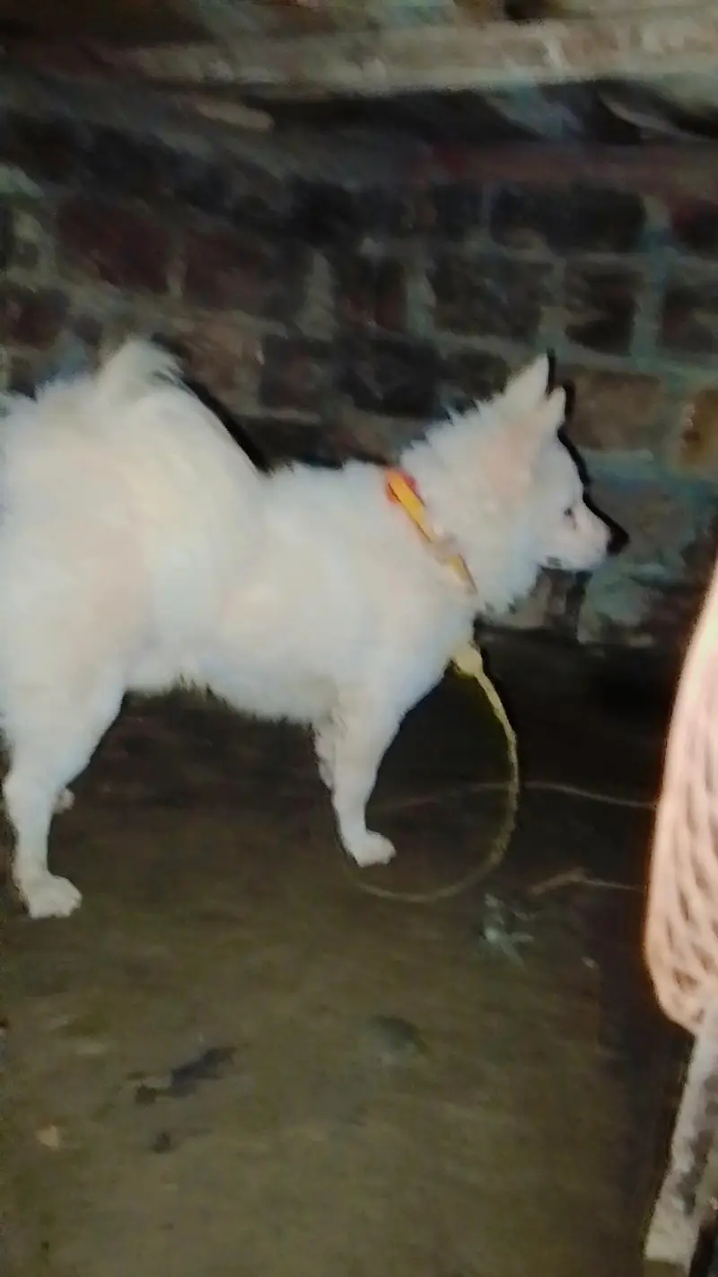 Russian dog for sale — photo 6