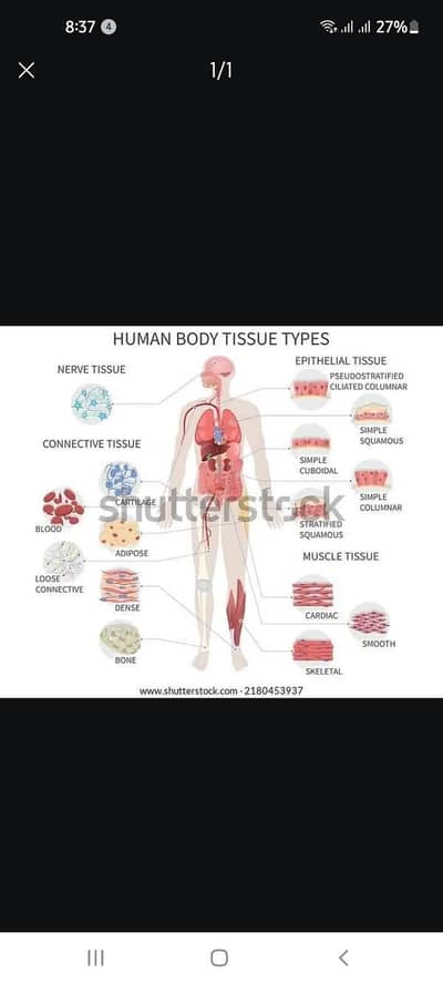 Physiotherapist
