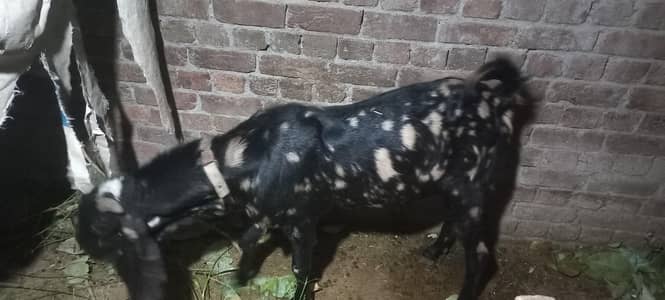 Bakra Andy
